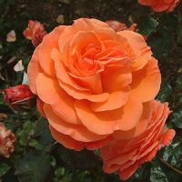 Роза флорибунда Татун