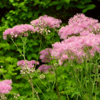 Василисник водосборолистный (Thalictrum aquilegiifolium), С2-С3