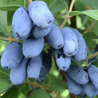 Жимолость съедобная Северная Красавица (Lonicera caerulea Severnaya Krasavitsa), H15-20  P9