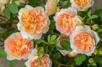 Роза кустовая Гислейн де Фелигонде