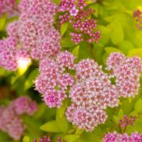 Спирея японская Сандроп (Spiraea japonica Sundrop), H30-40  С4,5