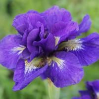 Ирис сибирский Дабл Стандарт (Iris sibirica Double Standard), С2-С3