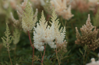 Астильба Арендса Вайсе Глория (Astilbe arendsii Weisse Gloria), С2-С3