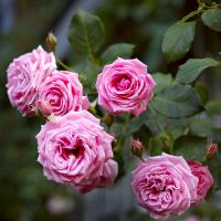 Роза плетистая Корал Даун (Rose сlimber Coral Dawn)1