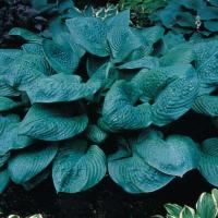 Хоста Блю Амбреллас (Hosta Blue Umbrellas)