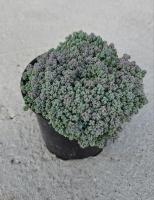 Очиток Дассифилюм Минор (Sedum dasyphyllum minor), C0,8