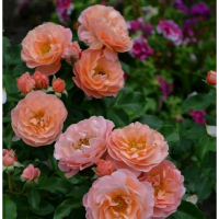 Роза чайногибридная Мария Кюри