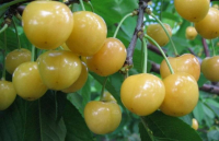Черешня Россошанская золотая (Prunus avium Rossoshanskaya Zolotaya), H120-140  ПЭТ