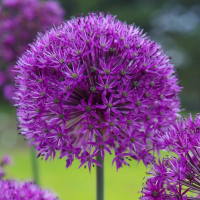 Аллиум Пёрпл Сенсейшен (Allium Purple Sensation)