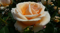 Роза чайногибридная Валенсия
