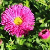 Астра кустарниковая Дженни (Aster dumosus Jenny)