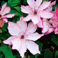 Клематис гибридный Омоширо (Clematis hybrida Omoshiro), D9