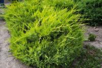 Можжевельник китайский Куривао Голд (Juniperus chinensis Kuriwao Gold), СЗ