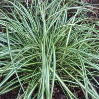 Осока Морроу (Carex morrowii), C2