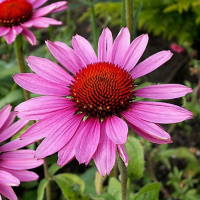 Эхинацея пурпурная Рубинштейн (Echinacea purpurea Rubinstern), С5