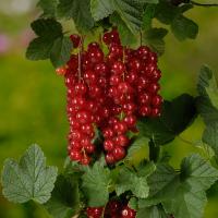 Смородина красная Джонкер ван Тетс (Ribes rubrum Jonker van Tets), штамб