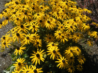 Рудбекия Голдштурм (Rudbeckia fulgida Goldsturm), C2