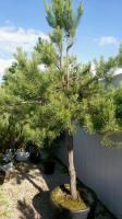 Сосна обыкновенная (Pinus sylvestris), Pa-100  С110
