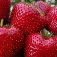 Земляника садовая Нелли (Fragaria ananassa Nelly)