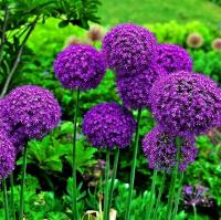 Аллиум Амбасадор (Allium Ambassador)