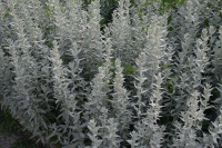Полынь Пурша (Artemisia purshiana), C1,5