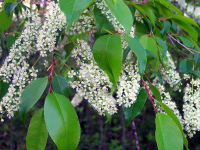 Черемуха Ранняя Пташка (Prunus padus Rannyaya Ptashka), H30-50  C3