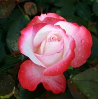 Роза чайно-гибридная Ностальжи (Rose нybrid tea Nostalgie) 2