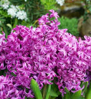 Гиацинт садовый Андорра (Hyacinthus Andorra)