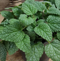 Мята Мандарин Минт (Mentha Mandarin Mint), С0,6