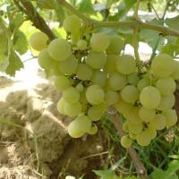 Виноград культурный Маленгр ранний (Vitis vinifera Malengr Ranniy)