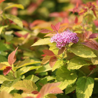 Спирея японская Пинк энд Голд (Spiraea japonica Pink & Gold), H20-40  С3