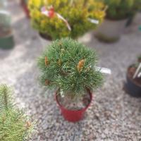 Сосна обыкновенная Шантри Блю (Pinus sylvestris Chantrieri Blue), H25-30  C52