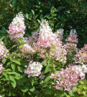 Гортензия метельчатая Конфети (Hydrangea paniculata Confetti), H15-20  C2