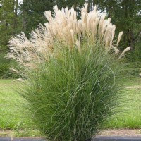 Мискантус китайский (Miscanthus sinensis), C2-C3