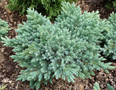 Можжевельник чешуйчатый Блю Стар (Juniperus squamata Blue Star), H-15; V-2-3 ltr