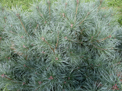 Сосна обыкновенная Шантри Блю (Pinus sylvestris Chantrieri Blue), H25-30  C5