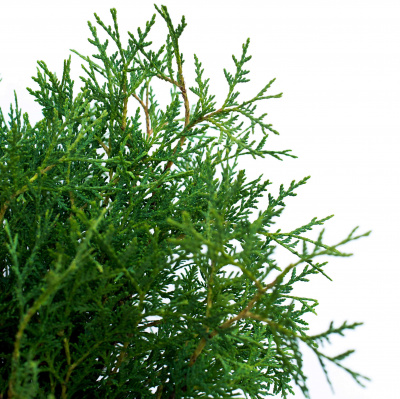 Туя западная Вудварди (Thuja occidentalis Woodwardii), H40-60; C3-2