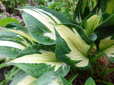 Хоста гибридная Вирлвинд (Hosta hybride Whirlwind), С2-СЗ