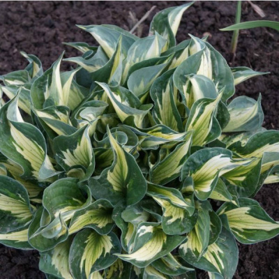 Хоста гибридная Вирлвинд (Hosta hybride Whiriwind)