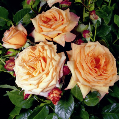 Роза плетистая Барок (Barock)1