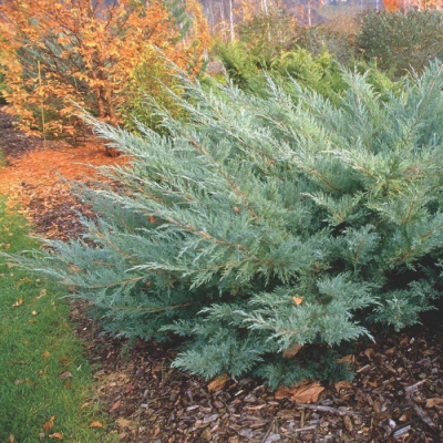 Можжевельник виргинский Хетц (Juniperus virginiana Hetz), H20-40; С5
