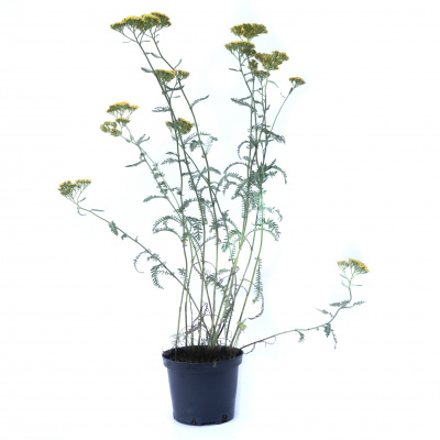 Тысячелистник парковый Теракотта (Achillea millefolium Terracotta), С2-С3