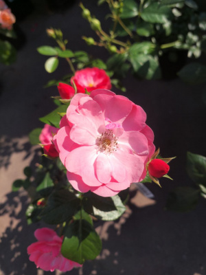 Роза флорибунда Ангела (Rose floribunda Angela), C42